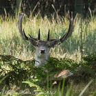 Red Deer Stag