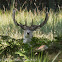 Red Deer Stag