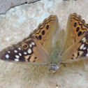 Hackberry Emperor