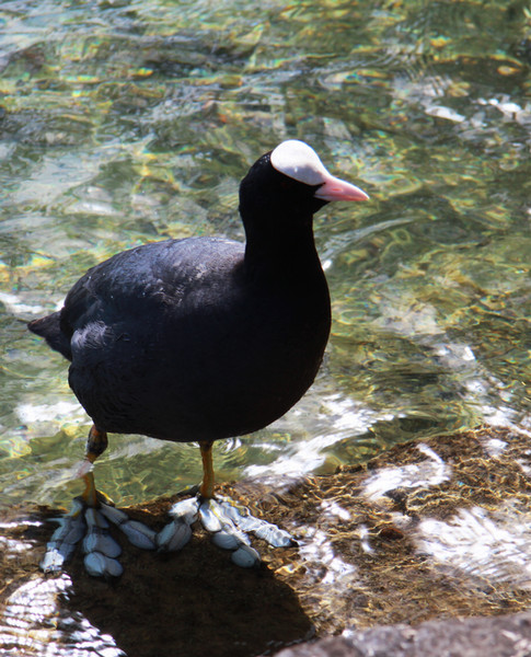 Eurasian Coot / Blässhuhn