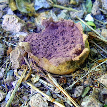 Sonora's Fungi