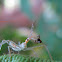 Leafhopper Assassin Bug Nymph