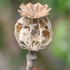 Skeketonized Poppy seedpod