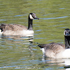 Canada Goose