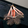 Arctiidae Moth