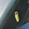 Tawny Emperor Caterpillar