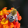 Antophorida Bee