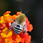 Antophorida Bee