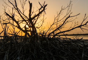 Entre las ramas by Noel Alfonso -  