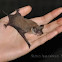 Freetail Bat