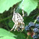 Garden Spider