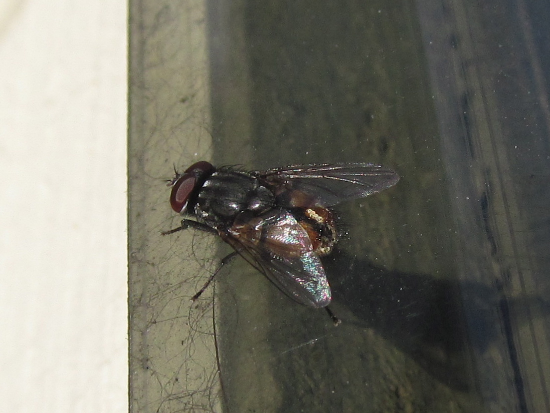 Cluster Fly