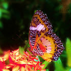 Malay Lacewing