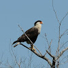 crested caracara