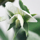 Sugar Snap Pea (blossom)