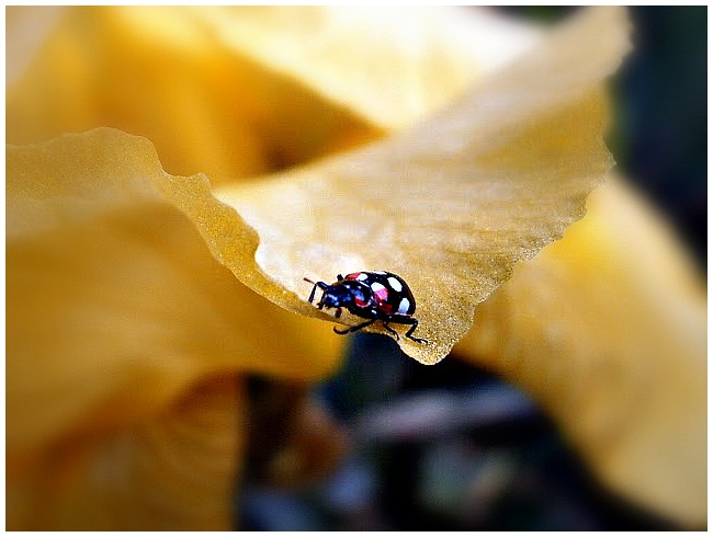 Ladybird (Vaquita de San Antonio).