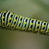 Anise swallowtail caterpillar