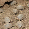 Hatchling Galapagos tortoises