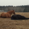 Quarter horse and a Pony of America