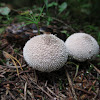 Common puffball, warted puffball, gem-studded puffball, or the devil's snuff-box