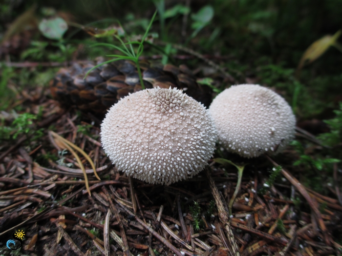 Common puffball, warted puffball, gem-studded puffball, or the devil's snuff-box