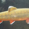 Brook trout