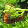 Polka-Dot Wasp Moth Caterpillar