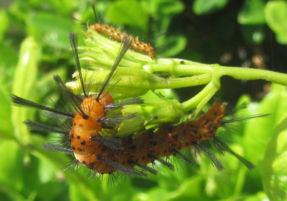 Polka-Dot Wasp Moth Caterpillar