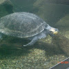 Yellow spotted river turtle