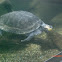Yellow spotted river turtle