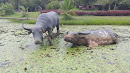 Water Buffalos Relaxing 