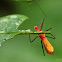 Assassin Bug - Reduviidae