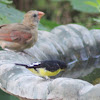 Lesser Goldfinch    male