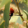 Fire-Tailed Mud-Nesting Wasp