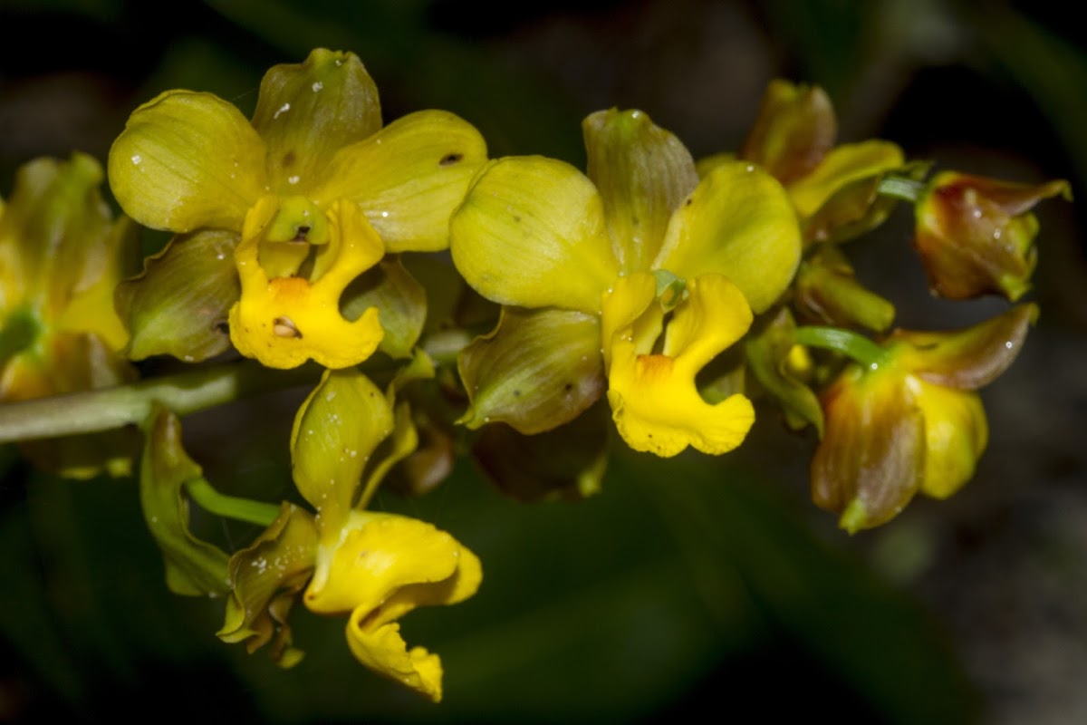Cyrtopodium Orchid