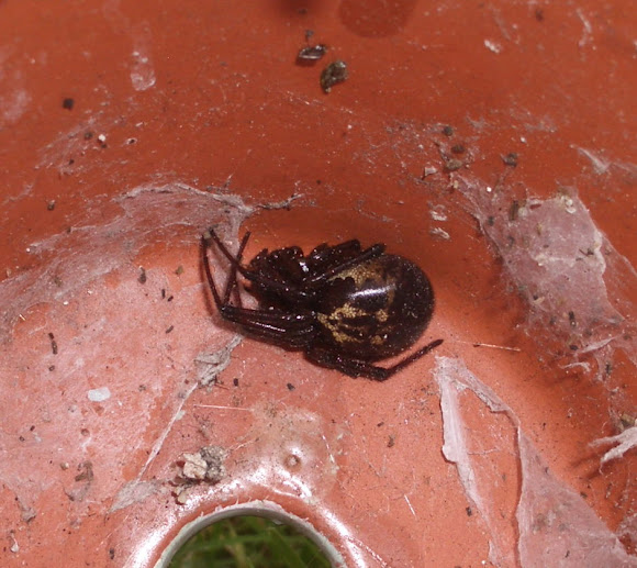 False widow spider Project Noah