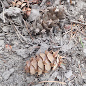 Douglas Fir Cone