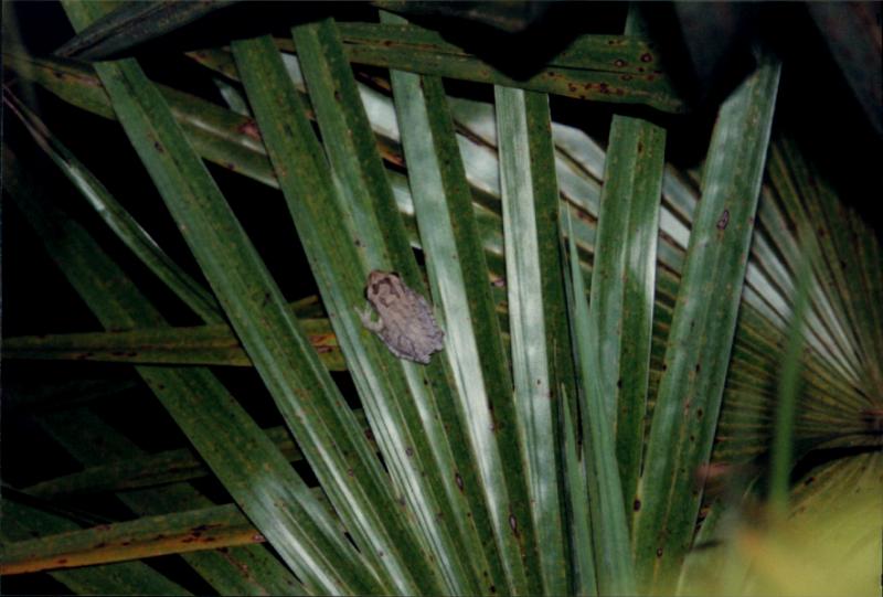 Squirrel Treefrog