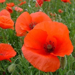 Send Flowers.apk 1.1