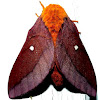 Pink-striped Oakworm Moth