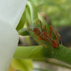 Ant mimicking Jumping Spider