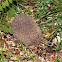 Northern white-breasted hedgehog (Σκαντζόχοιρος)