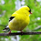 American Goldfinch