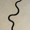 Dwarf-crowned snake