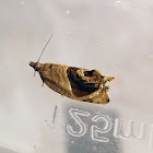 Dog-faced Bell Moth