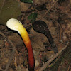 Ganoderma lucidum