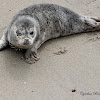 Harbor Seal Pup