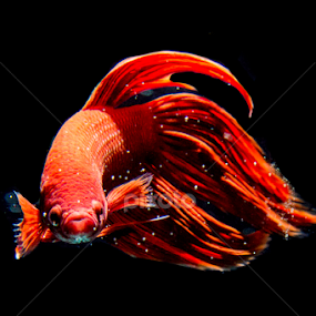 Don't mess with me by Christopher Imperial - Animals Fish
