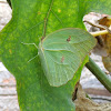 Orange-tipped Angled Sulphur