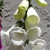 White Foxglove Blossoms